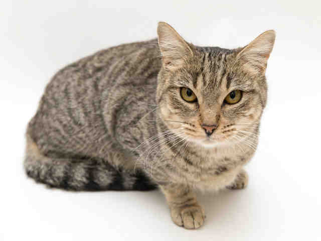 MONICA (A411212)