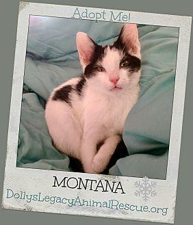 MONTANA (20163086)