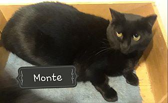 Monte (19154596)