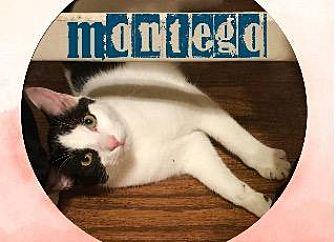 Montego (18814435)