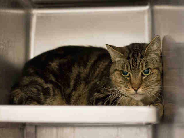 MOOCHIE (A898608)