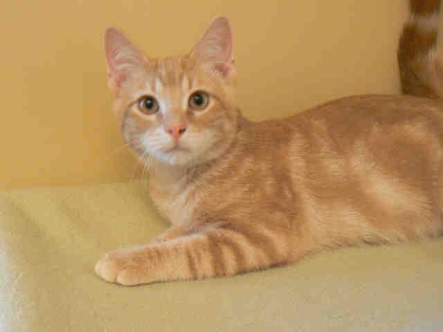MOOKIE (A009672)