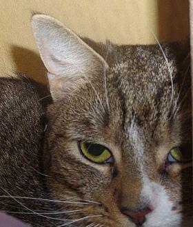 Moonie 11728 (20426661)