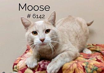 Moose (19892134)