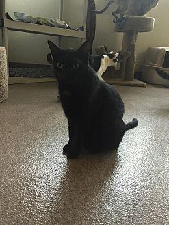 Morgana (13524157)