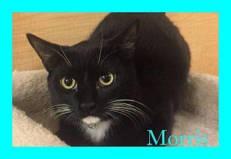 Morris (19953148)