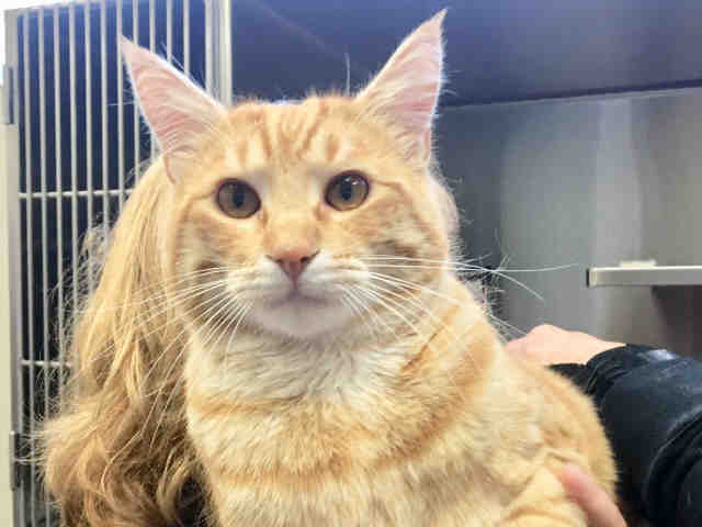 *MORRIS (A366418)