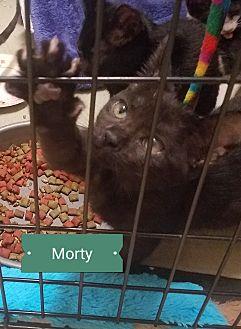 Morty (19932872)