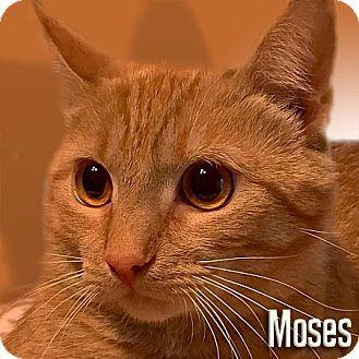 Moses II (15689227)