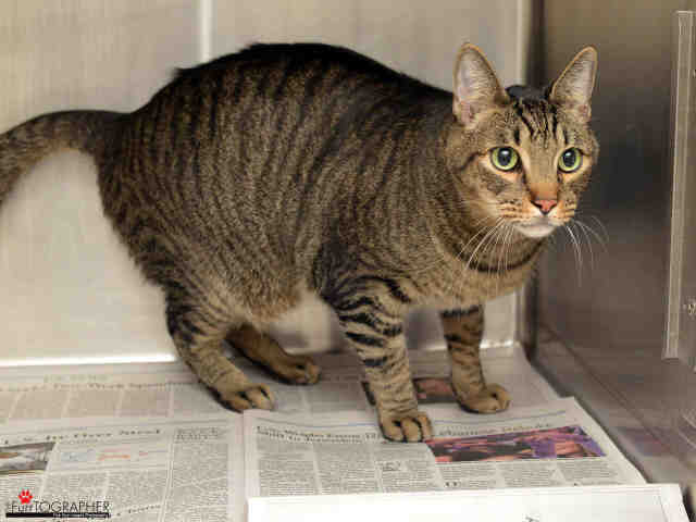 MOSS (A411755)
