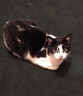 Mouse (17660570)