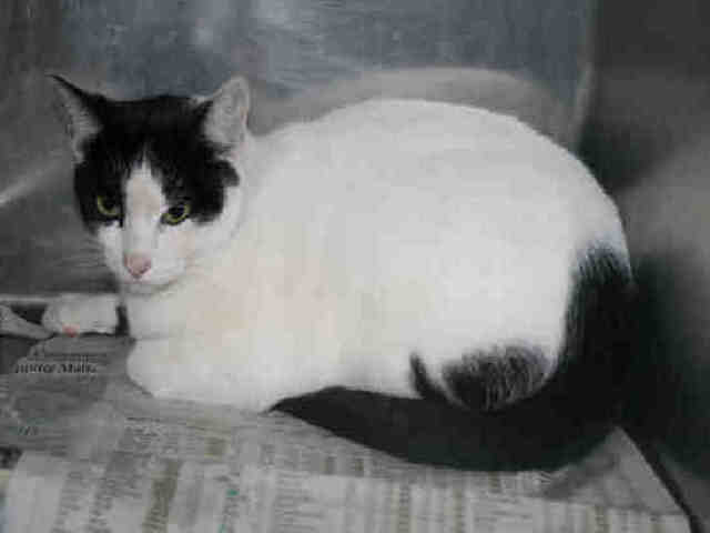 *MOUSE (A492042)