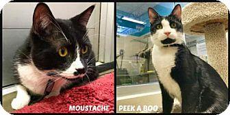 Moustache & (17649162)