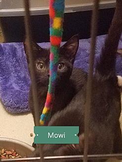 Mowi (19932900)
