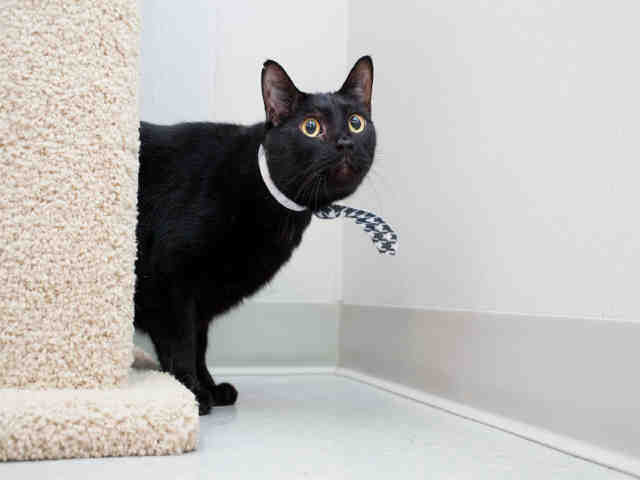 MR. B (A1054708)