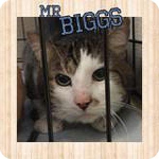 Mr. Biggs (17793150)