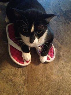 Mr. Boots (18137652)