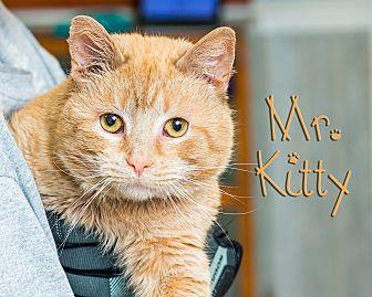Mr. Kitty (20347819)