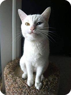 Ms Kitty (13962442)