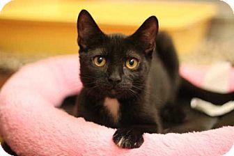 Ms. Kitty (15692019)