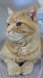 Mufasa 11326 (20437775)