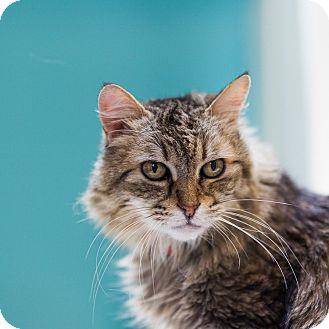 Muffin (17643540)