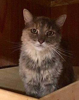 MUFFIN- (19129100)