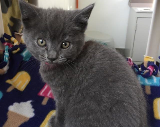 *MUFFIN (A189471)