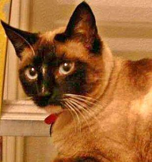 Muffy (20410363)