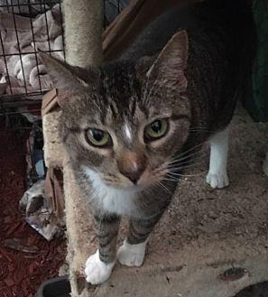 MULTIPLE CAT (8625410)