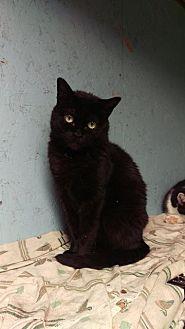 Munchkin (15436452)