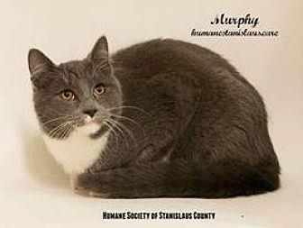 MURPHY (17750036)