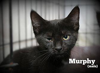 Murphy (20314684)