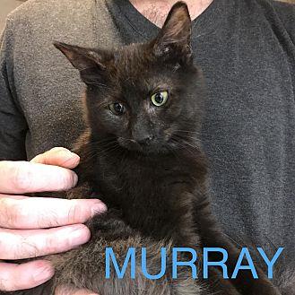 MURRAY L (19203098)