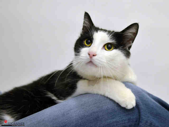 MUSA (A409507)