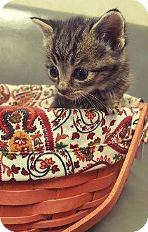 My Purrrrrfe (17962682)