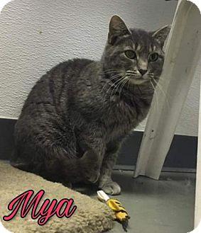 Mya (18260608)