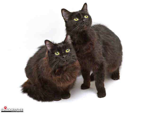 NALA (A410288)