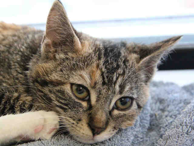 NANCY (A1070105)