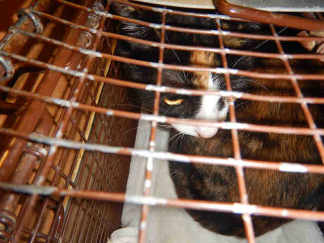 NANI (A0897985)