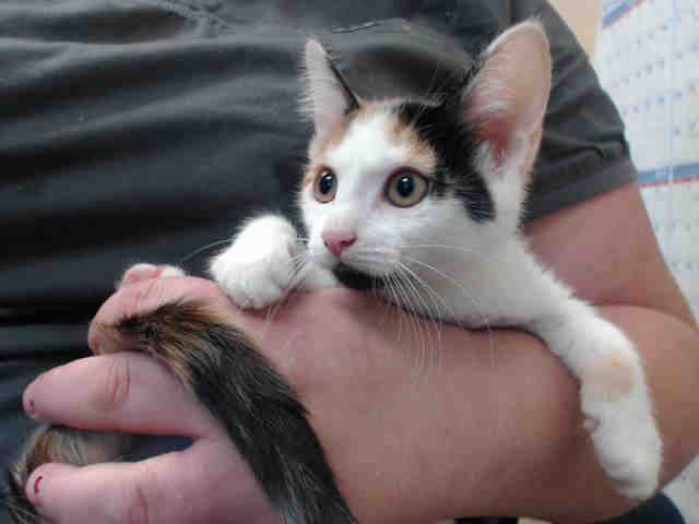 NAPKIN (A540851)