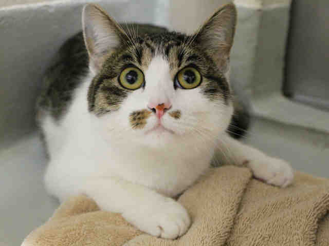 NEDDIE (A411915)