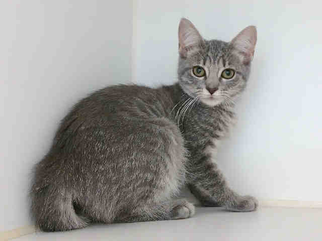 NEELY (A009464)