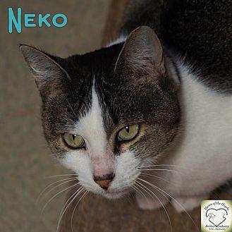 Neko (11292197)