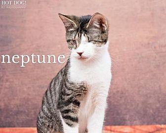 Neptune (19584281)