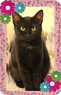 Nera (10579872)