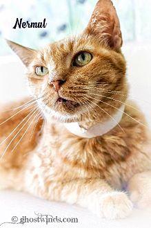 nermal (10643742)