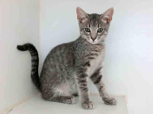NEVIN (A009463)