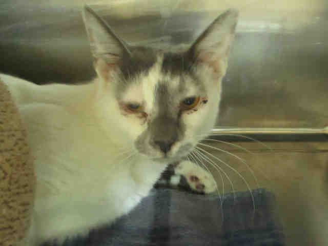 NEWTON (A178668)