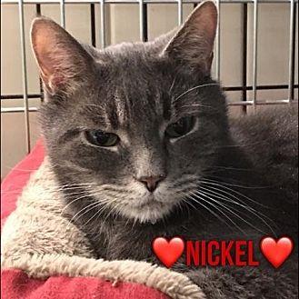 Nickel (17702858)